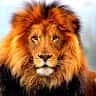Bright Duah's profile picture