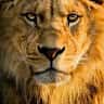 Mohammed Ganiu's profile picture
